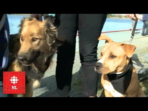 Video: 500 Montreal Pit Bull Majitelia Vzhľadom k tomu 4 týždne na 