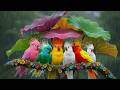 🎹 Relaxing Piano Music and Bird Songs Healing Nature Sounds for Calm Nights and Deep Rest