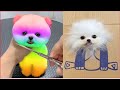 Tik Tok Chó Phốc Sóc Mini | Funny and Cute Pomeranian Videos #24