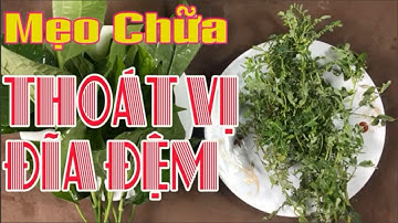 Bài thuốc nam chữa bệnh thoát vị đĩa đệm cột sống hiệu quả bằng lá lốt mà không phải ai cũng biết