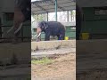 Bheema 💥👑 #elephant #shortsviral #shortsfeed #shorts #animallife #viralshorts #viral #viralreels