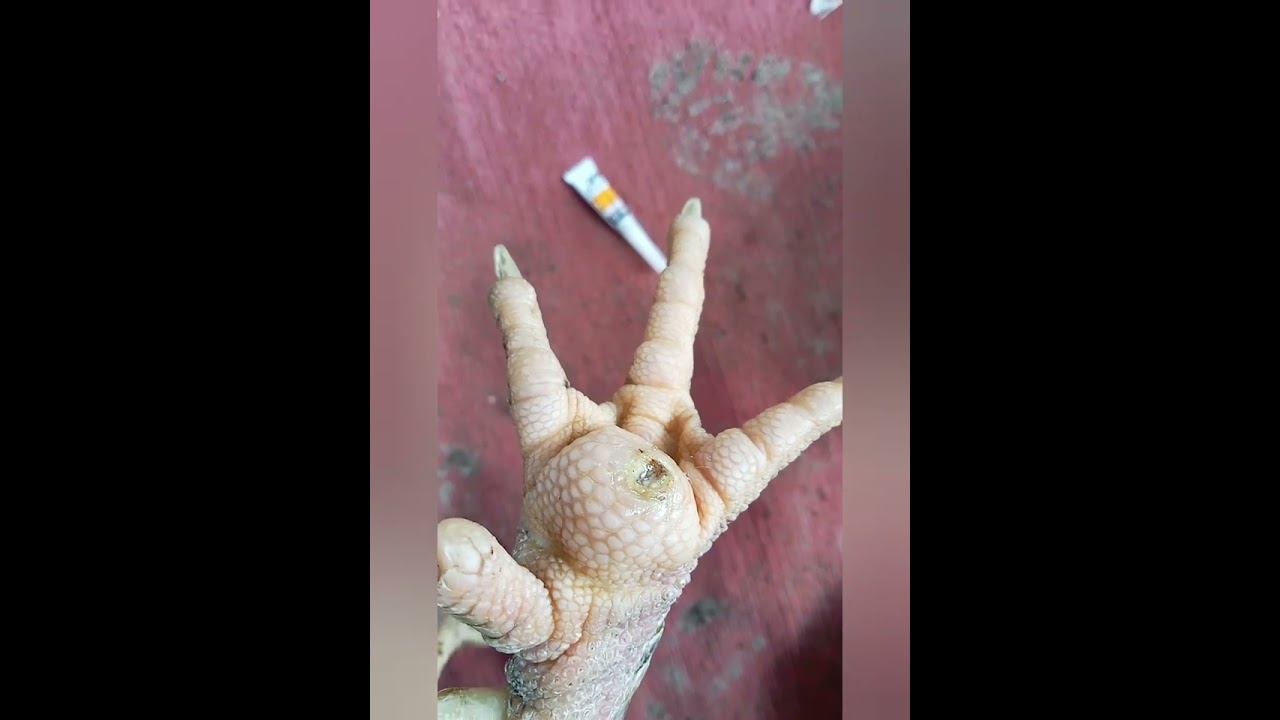 ไก่เป็นหน่อรักษาง่าย🤘🤘ไม่ผ่าก็หาย🐓🐓ก๋อยง่อนเชิง.ซุ้มอินทรีย์แดง🙏🙏