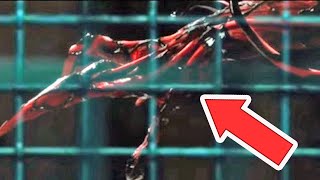 LEAKED CARNAGE FIRST LOOK! Venom 2 Trailer Update