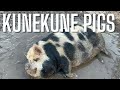 Farm Transformation: Adding Registered Kunekune Pigs, Farm Vlog &amp; Herd Changes