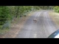 Baby Coyotes on the road