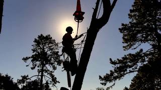 Helicopter Pine Tree Removals (Must Watch!)