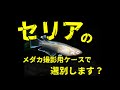 セリアのメダカ撮影用ケースで選別したみた感想。そもそも撮影用ですもんね！　＠楽めだか　私のオススメはこれ！