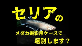 セリアのメダカ撮影用ケースで選別したみた感想。そもそも撮影用ですもんね！　＠楽めだか　私のオススメはこれ！