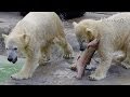 巨大な魚ドナルドソンに挑む！ポロロとマルル~Polar Bear cubs catching big fish