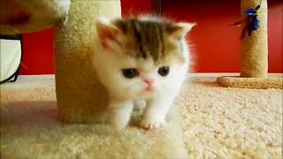 Exotic Shorthair Kitten Ace - Good Morning by Chustmi 14,229 views 9 years ago 1 minute, 25 seconds