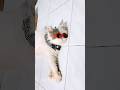 Rarity Terkapar Kebanyakan Makan #catshorts #cat #cute #love #cutecat #fyp #virall #pets #fun #funny