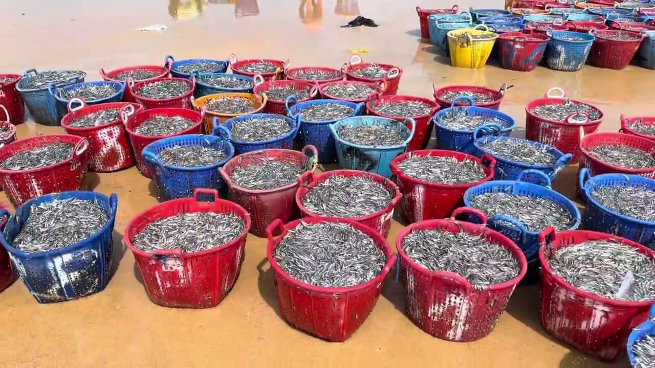 Được mùa cá cơm tại Hoà An- Xuân Hải - Sông Cầu- Phú Yên