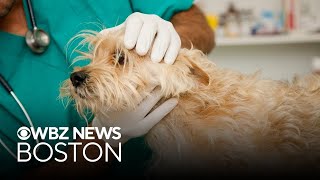 Millions of pets suffer from seasonal allergies. Heres how to treat their symptoms