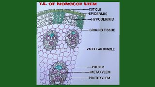 How to draw T.S of monocot stem easily step by step