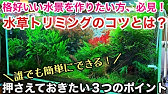 水草のトリミング方法完全マニュアル 3つの切り方 Adaネイチャーアクアリウム水草水槽立ち上げ初心者 ソイルへの有茎草の植え方 差し戻し 切り戻し ピンチカット 植栽ハサミ アクアリウムの維持管理方法 Youtube 水草のトリミング方法完全マニュアル 3つの切り方 Adaネイチャーアクアリウム水草水槽立ち上げ初心者 ソイルへの有茎草の植え方 差し戻し 切り戻し ピンチカット 植栽ハサミ アクアリウムの維持管理方法 Youtube