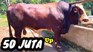 PETERNAK SAPI GUNUNG KIDUL SEMAKIN JAYA ‼️