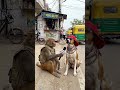 Monkey and Dogeshbhai😂🐵. #viral #funnymonkey #monkey #tranding #viralvideo