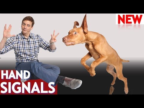 how-to-teach-your-dog-hand-signals