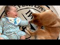 うちのベビーシッター犬の子守り術をご覧ください〜playback momohana｜犬と子供のvlog