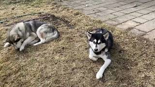 Alaskan Malamutes and Chickens? #pethens #malamutelovers #alaskanmalamutes by BUBCvision 183 views 1 month ago 1 minute