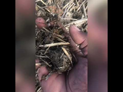 Planting irish potatoes