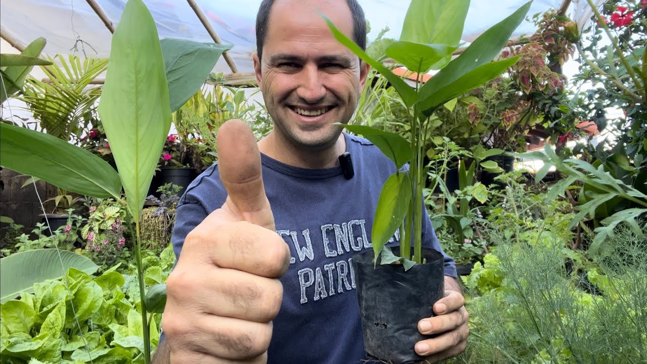 COMO PLANTAR AÇAFRÃO PELO RIZOMA