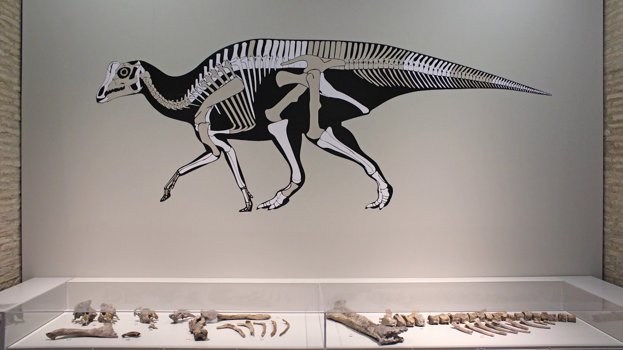 Dra. Penélope Cruzado Caballero y Arenysaurus ardevoli.