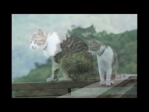 猫【DISH-北村匠海】