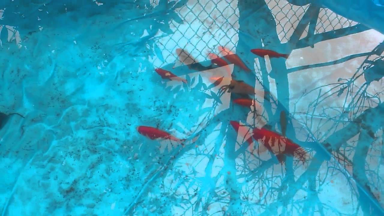 自作濾過装置 Youtube