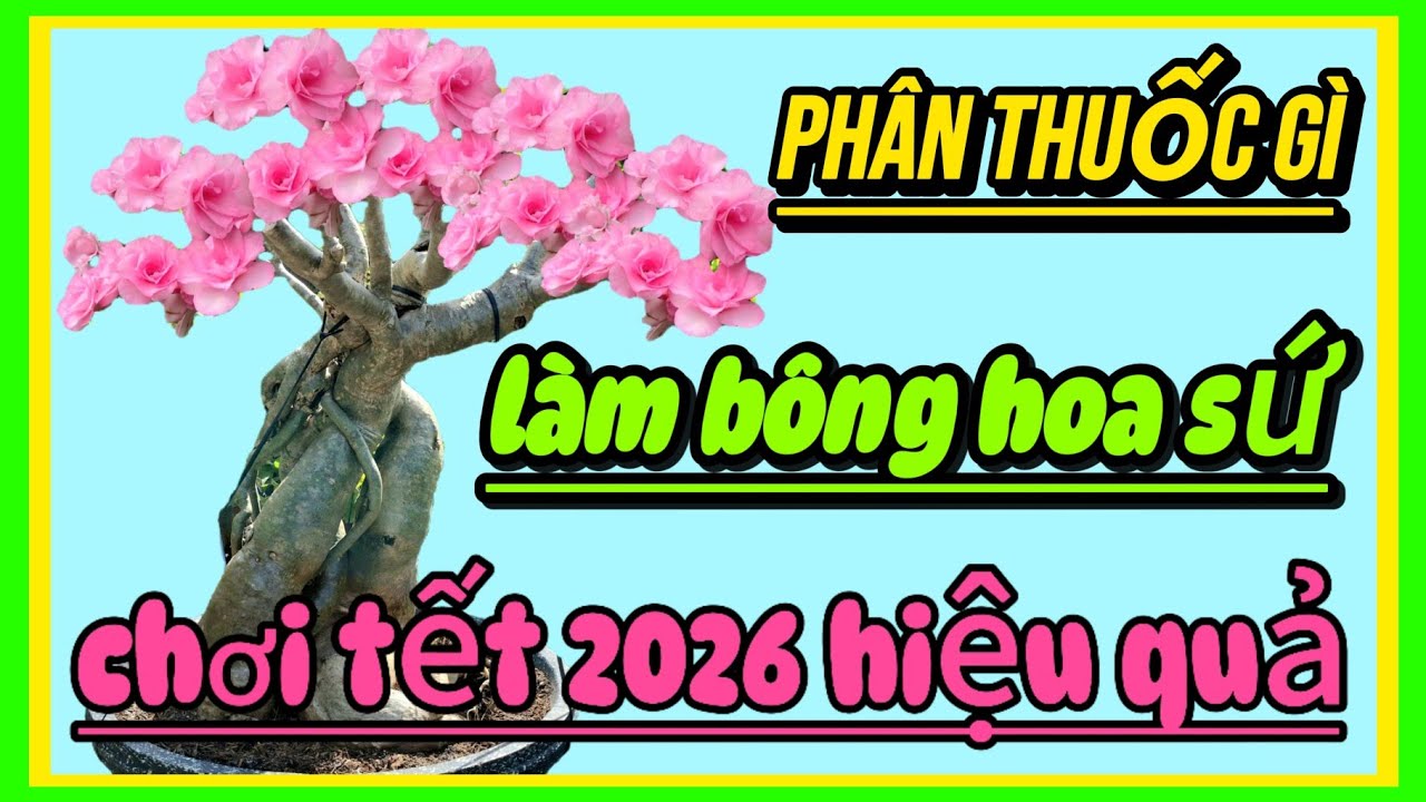 Phân thuốc gì làm bông cho hoa sứ ghép chơi tết 2026 hiệu quả