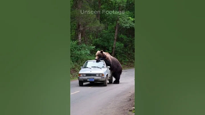Bear Attack on Car near Jungle #yotubeshorts #shorts #wildlife #bear #animalattacks #jungle thumbnail