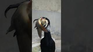 Cormorant Swallows A Gigantic Fish 🐟 Like An Oyster 😱 #Bird  #Fishing  #Wildlife