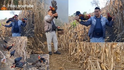 Hlau youtube đi cho gà rừng ăn thử gà mồi cực xong.qaib qus khav theeb kaws li lawm nawb