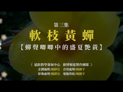 【CYBER 專題】花現靚校園〈軟枝黃蟬〉｜淡江大學