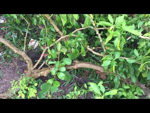 Video có ai thấy cây ớt to cỡ này làm bonsai - youtube