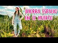 Maíz + Judías + Calabaza || AHORRA ESPACIO en la huerta con Milpa