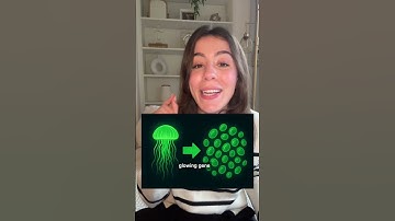 Glowing Cells Made With Jellyfish DNA