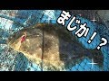 【衝撃】『あのエサ』を真下に落としたらヒラメが釣れた！！！