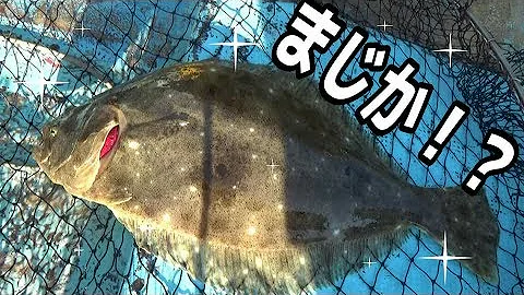 きまぐれクック ヒラメ