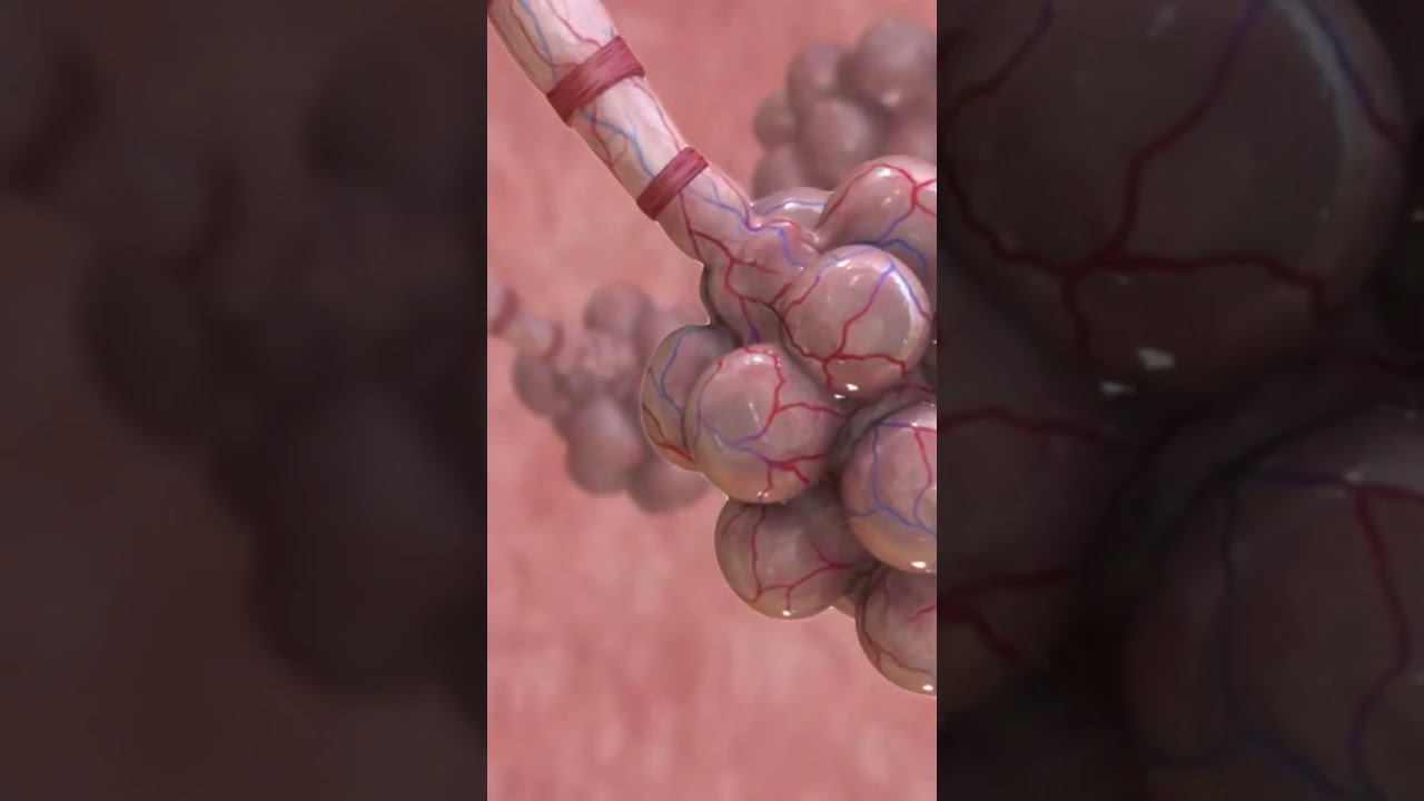 Mucus Affecting Lungs Health Oetanswers OET Answers Shorts