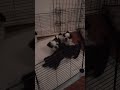 shih Tzu puppies want to get a little razzle dazzle