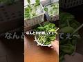 ビタミン菜水耕栽培で育てました！#水耕栽培#葉物野菜#家庭菜園#室内栽培#小松菜#野菜#成長記録