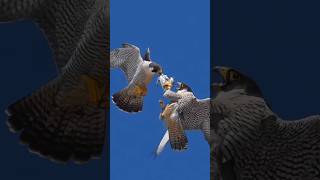 hawks deliver prey in mid air coordinating perfectly and smoothly Exploring Nature Rapid Growth Plan