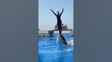 Dolphin Attack Trainer Jessica | Jessica Radcliffe Orca Attack #shorts #reel #news