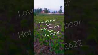 Pears Plant Chill Pear Plant Climate Pears Plant Us On 9622842622
