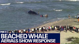 Whale beached off Florida coast confirmed dead, wildlife officials respond