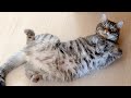 猫が鳴いたら即終了の生配信