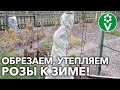 ВАШИ РОЗЫ ПЕРЕЗИМУЮТ БЕЗ ПОТЕРЬ! Вот как их обрезать, обработать и утеплить осенью!