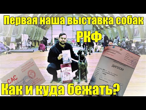 Впервые на выставке собак РКФ. Курцхаар. Что делать и куда бежать?