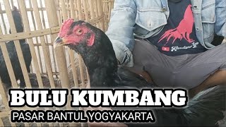 Visiting the chicken market in Bantul Yogyakarta - ABG blue coop